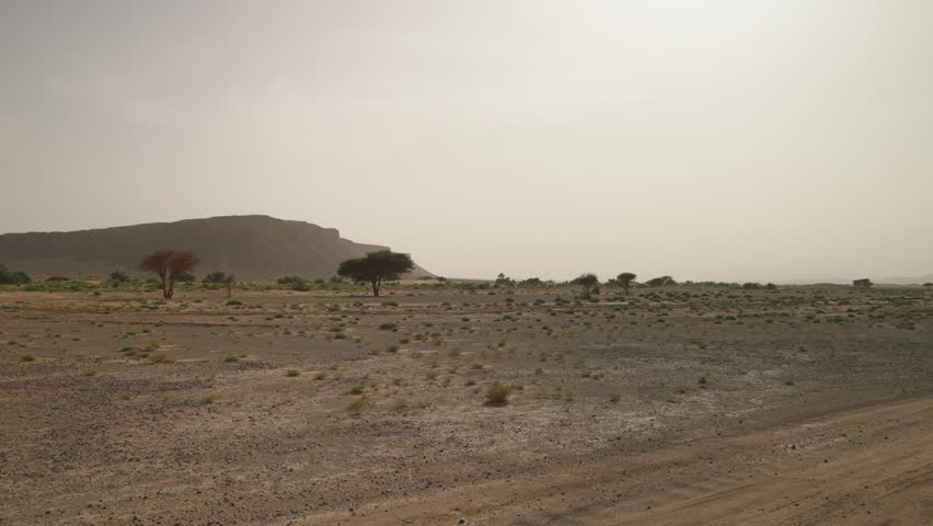 Acacia trees on a dry desert plain with rocky plateau and dust haze in Morocco