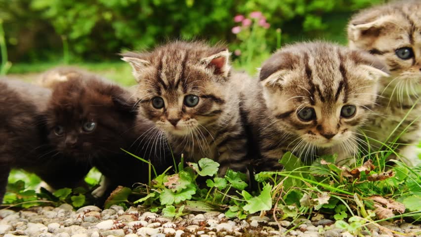 Kittens group in green grass.Pet kittens walking in the garden. Mischievous, curious pets. 4k footage