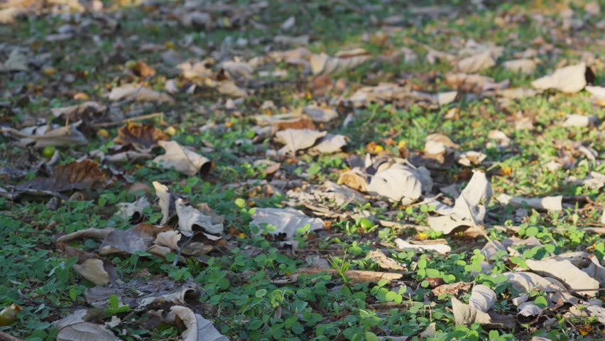 Close-up, low-angle shot of the forest floor in Mirador Sur Park, detailing scattered dry brown leaves and fallen small green fruits on the soil, showcasing organic textures of woodland nature