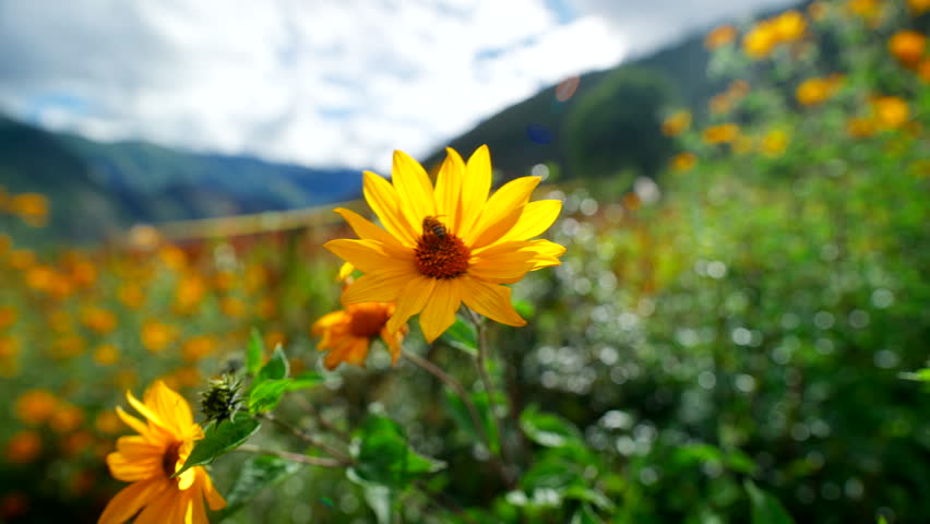 Andes Landscapes, Blossoming Flowers, Wildflower Flora, Beautiful Peruvian Valleys, Close-up Scenery