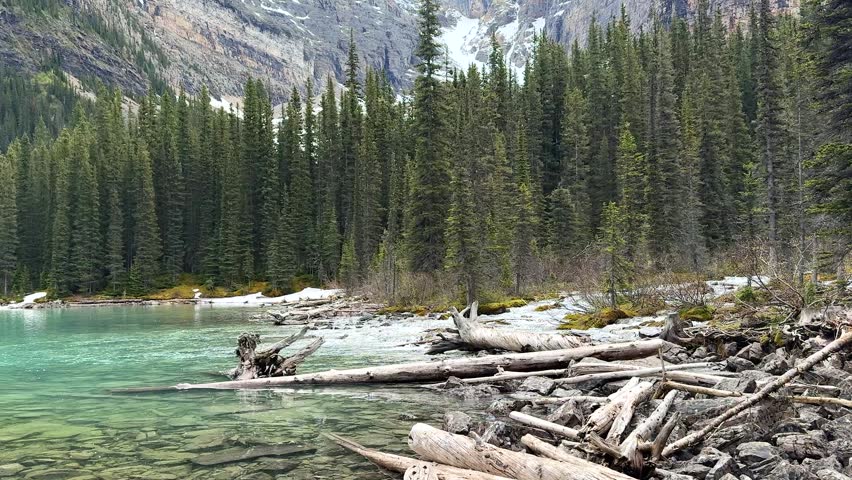 Flowing water and trees by the river in a forest location during spring