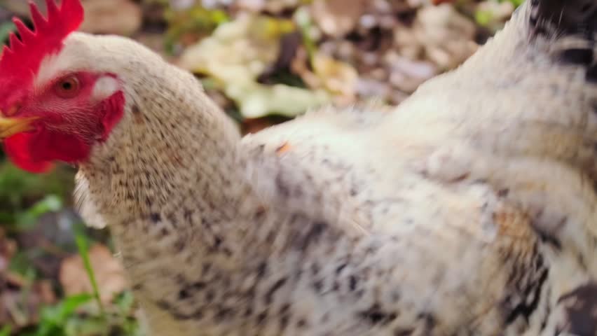 chicken head moving close-up side view on farm ground, scanning and reacting while searching for food, detailed poultry behavior in free range rural environment with natural outdoor activity