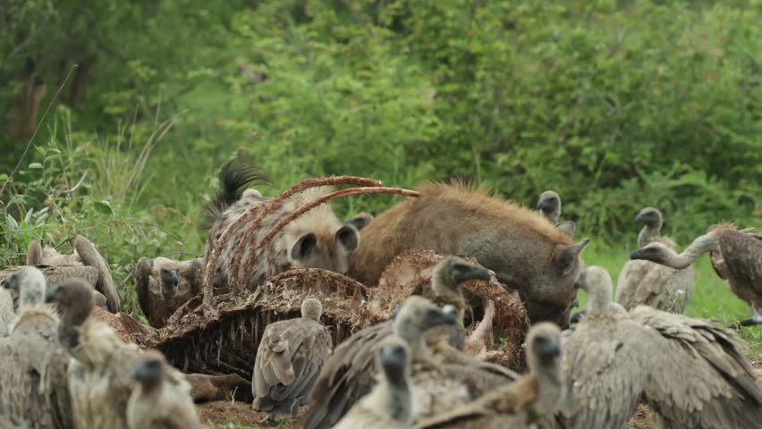 Two spotted hyenas feeding on a giraffe carcass while surrounded by white-backed vultures, Kruger National Park.