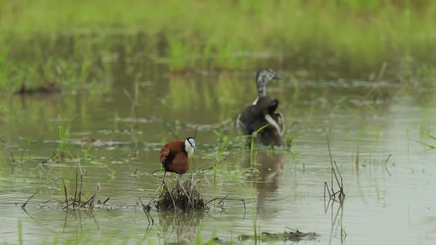 A focus shift reveals a Jacana bird grooming in the foreground before the camera gradually pulls attention to a knob-billed duck standing in the water in the background. Kruger National Park.