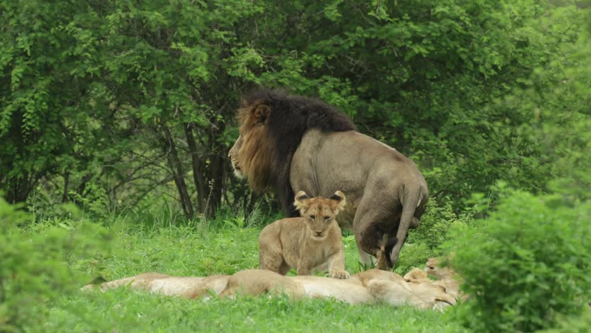 A cute lion cubs walks over its mother