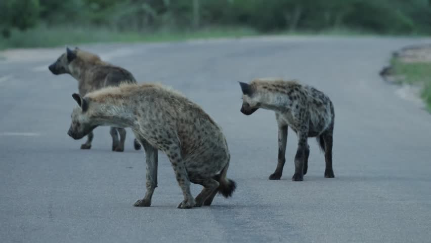 Four spotted hyena cubs play fighting in the tar road, Kruger National Park, South Africa.