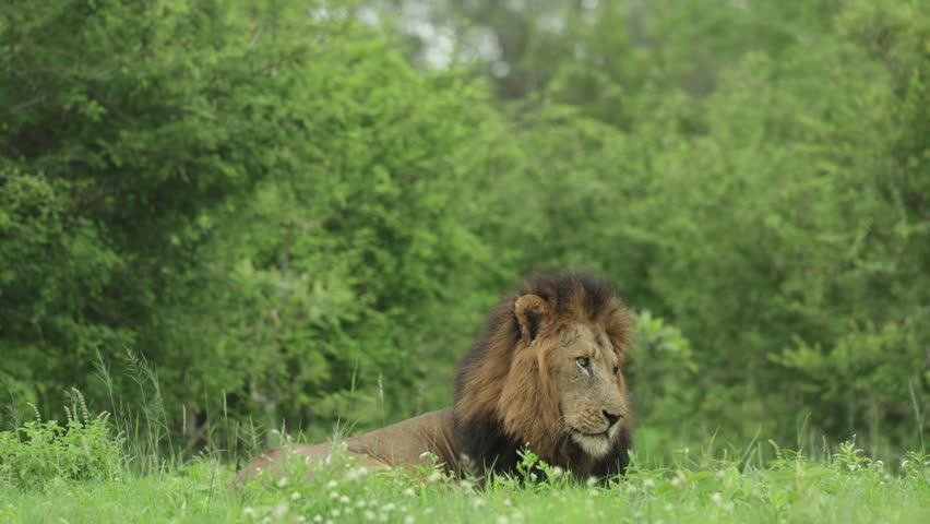 A low-angle view of a male lion lying in lush green grass turning his head and looking to the side with alert but relaxed awareness on a windy day in Kruger National Park, South Africa.