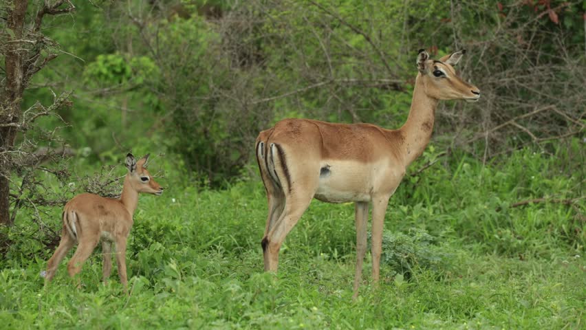 A young antelope stands closely behind its mother in a lush green grassland while both remain alert, carefully scanning their surroundings. Kruger National Park, South Africa.