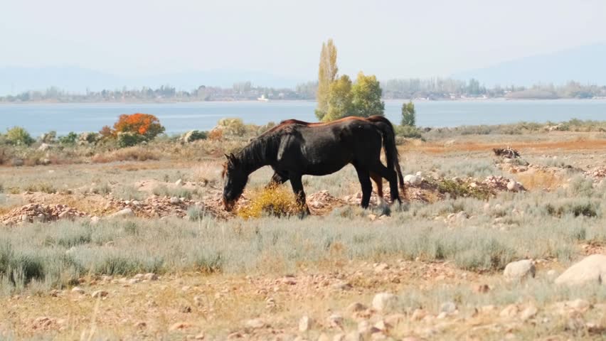 Two horses running across dry pasture near lake, domestic animals moving freely in open rural landscape, scenic countryside with water, nature and natural livestock behavior