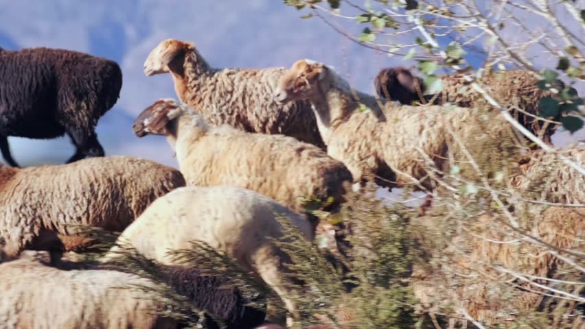 Sheep and rams herd moving near road by lake, livestock grazing and walking in rural landscape, group of farm animals in natural environment, countryside farming and agriculture concept