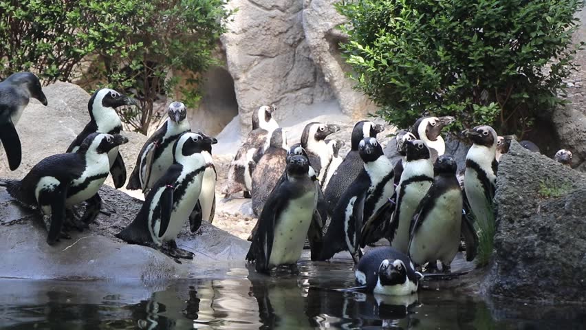 Large group of African penguins standing on rocks and swimming in a pool, then moving together on a sunny day at the Budapest Zoo.