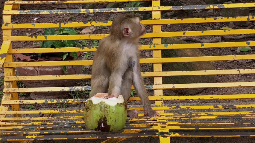 A young pig-tailed macaque (Macaca leonina) sits on a metal bench and scrapes fresh coconut meat at Phuket City View Point Public Park, Thailand.