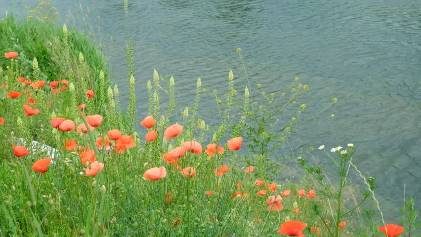 Red poppy flowers and green seed pods growing on the river bank, close-up shot.