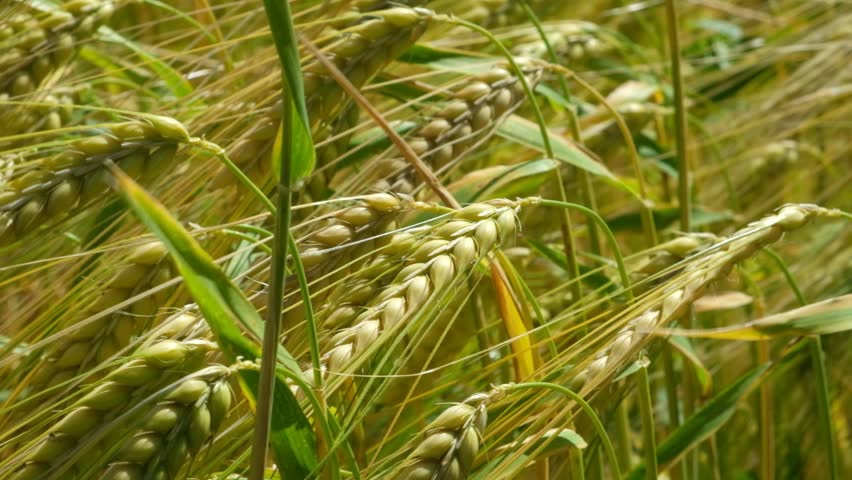 Organic barley crop growing on a farm, harvesting concept.