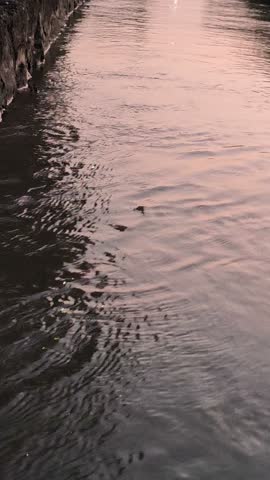 Gentle water ripples forming across the surface before sunrise, creating a peaceful scene that captures the natural beauty and tranquility of the early morning atmosphere