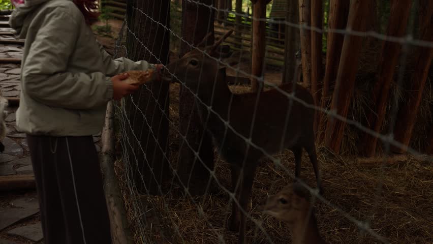 Wildlife watching in a park with close up feeding of deer by a visitor at a nature area