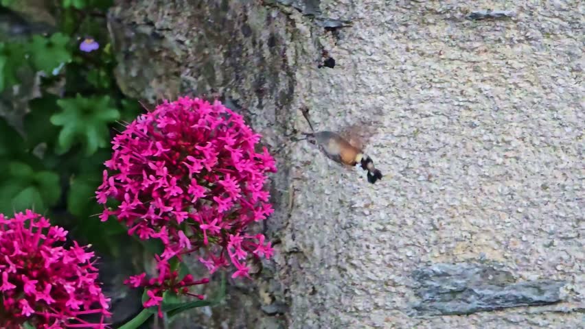 Close-up of a hummingbird hawk moth hovering while feeding on flower nectar.