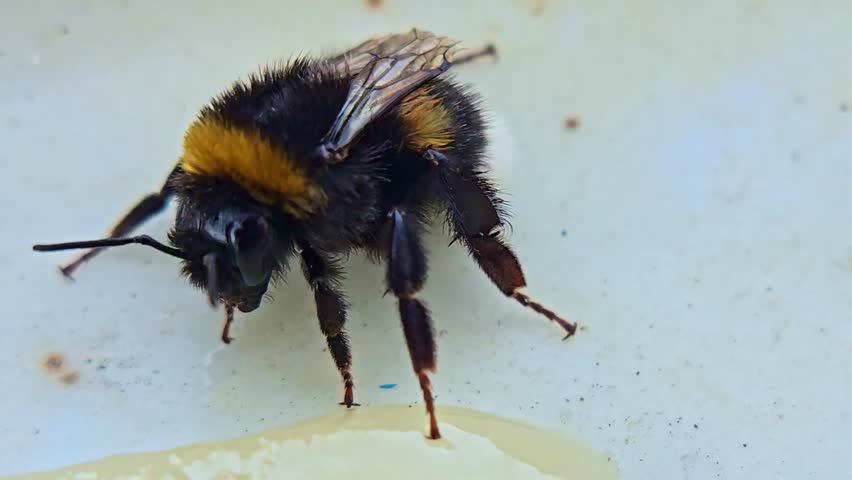 Macro close-up of a bumblebee viewed from the front above a honey droplet.