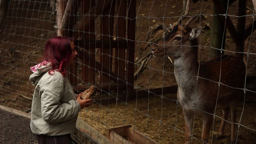 Wildlife watching in a park with close up feeding of deer by a visitor at a nature area