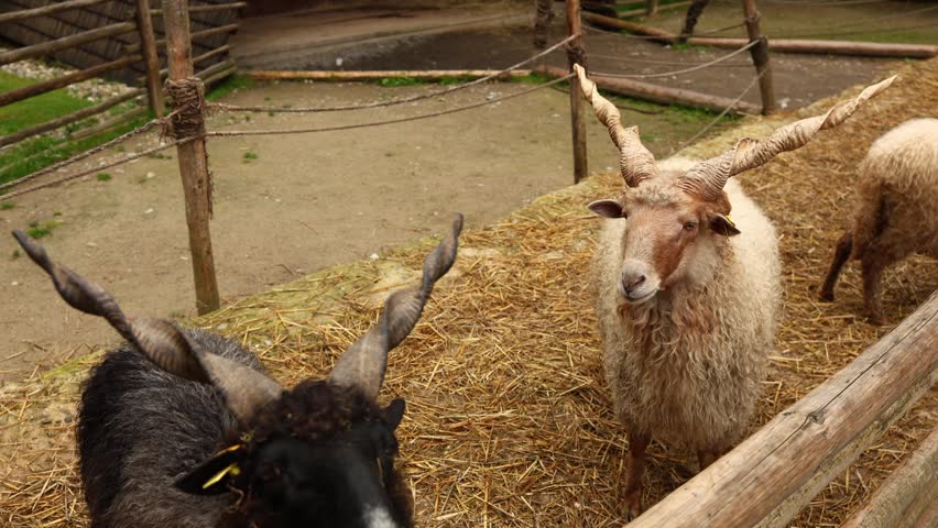 Farm animals interact at a barn with goats and sheep in a rural setting during the day