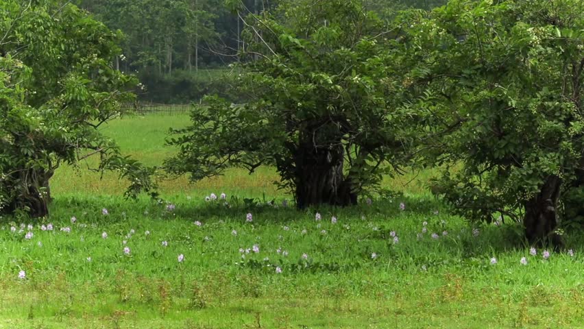 A peaceful countryside landscape featuring mature trees, lush green vegetation, and scattered wild aquatic flowers across a wetland meadow, showcasing the beauty of a thriving natural ecosystem.