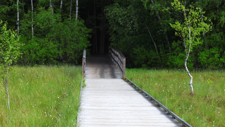 wooden footbridge with thick ropes in a swamp with tall grass
