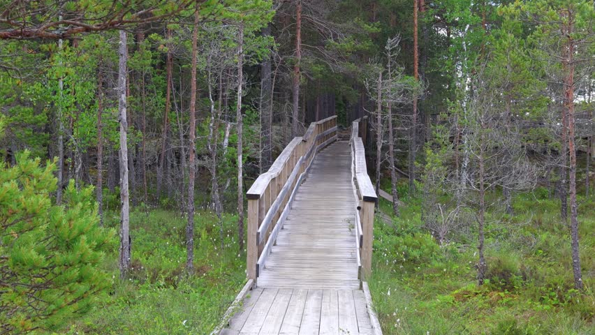 wooden footbridge with thick ropes in a swamp with tall grass