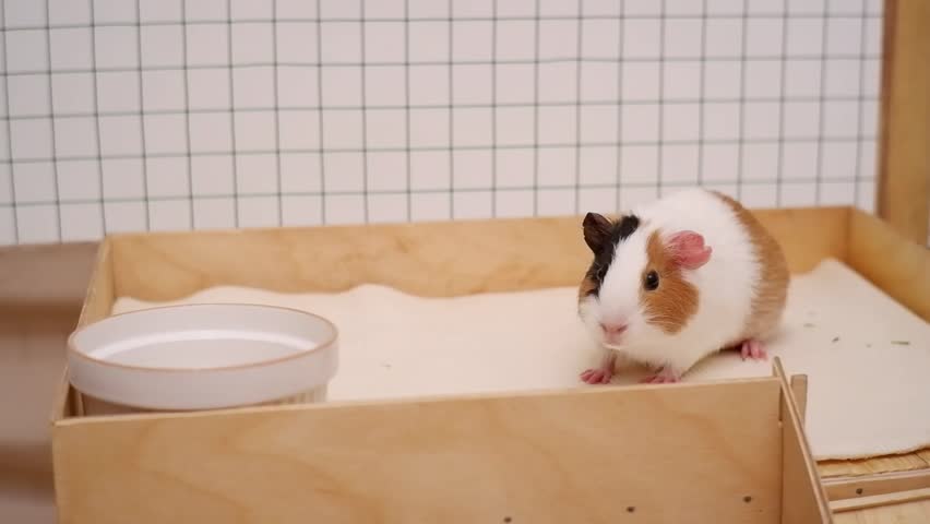 Adorable domestic guinea pig with black, white, and brown fur resting inside its wooden enclosure