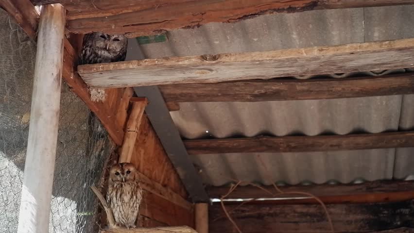 Two owls resting inside an aviary, one perched high on a beam and the other one below