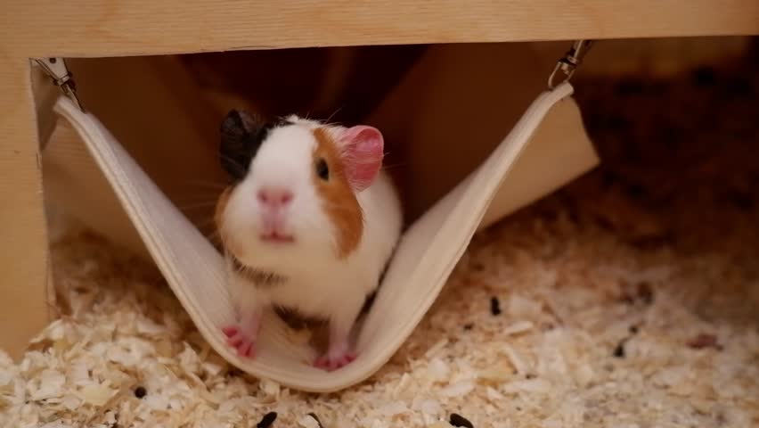 Cute guinea pig gets out of its hammock bed inside a wooden cage with sawdust bedding