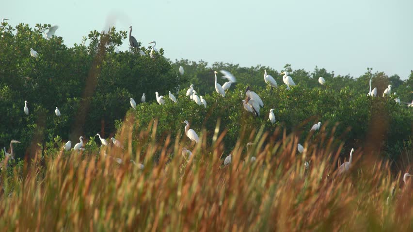 Numerous white egrets create a dynamic spectacle, flying over green trees against a tranquil blue sky. This cinematic footage captures the serene beauty and active movements of the birds in their natural habitat.