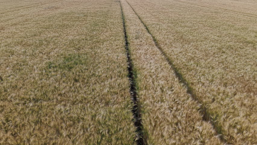 An aerial view captures parallel tractor tracks cutting through a vast golden barley field in rural Hungary during summer.