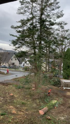 Tree felling in residential area
