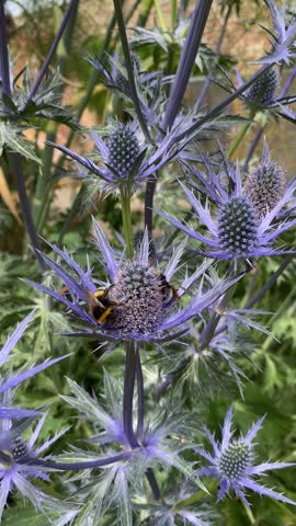 White tailed bumblebees (bombus lucorum) feeding on the blue flowers of the Sea Holly (Eryngium).
