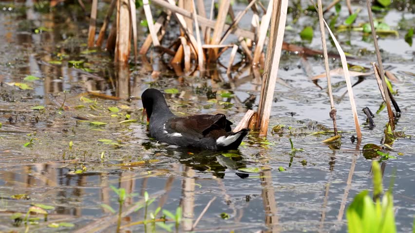 Common Gallinule (Gallinula galeata) at Orlando Wetlands Park, Florida, captured in its natural wetland habitat with stunning 4K resolution wildlife footage.