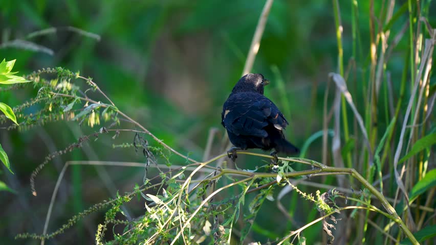 Red-winged Blackbird (Agelaius phoeniceus) in its natural habitat, captured in stunning 4K resolution wildlife footage.