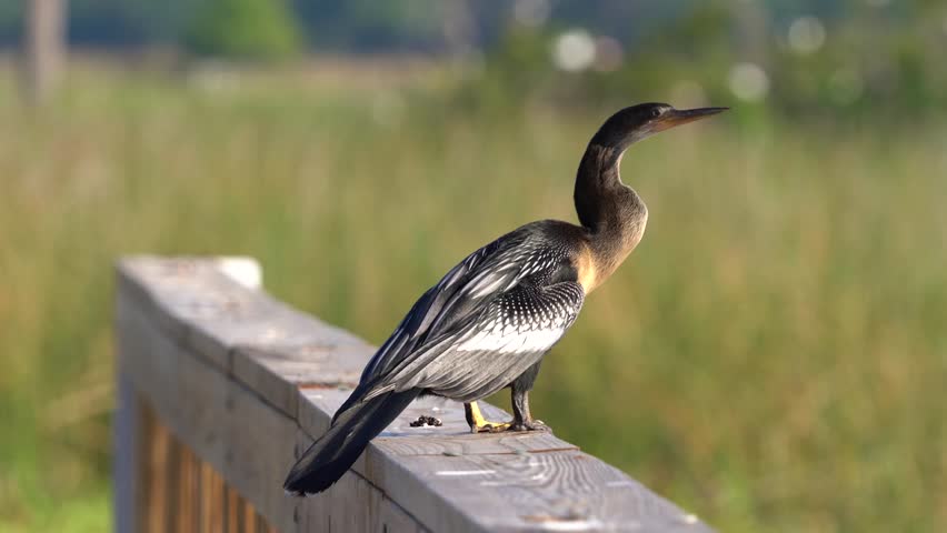 Anhinga (Anhinga anhinga) at Orlando Wetlands Park, captured in its natural wetland habitat with stunning 4K resolution wildlife footage.