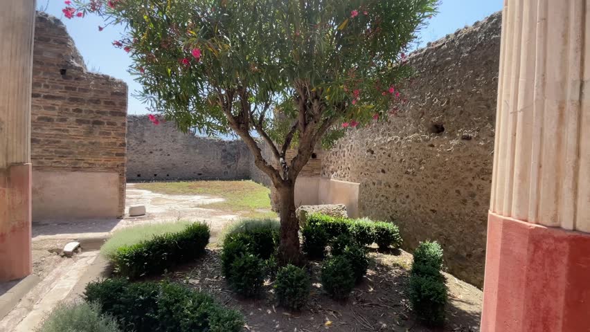 Panning shot of an excavated Roman home interior in Pompeii, highlighting preserved ancient stone structures, classic columns, and a flowering Nerium oleander tree.