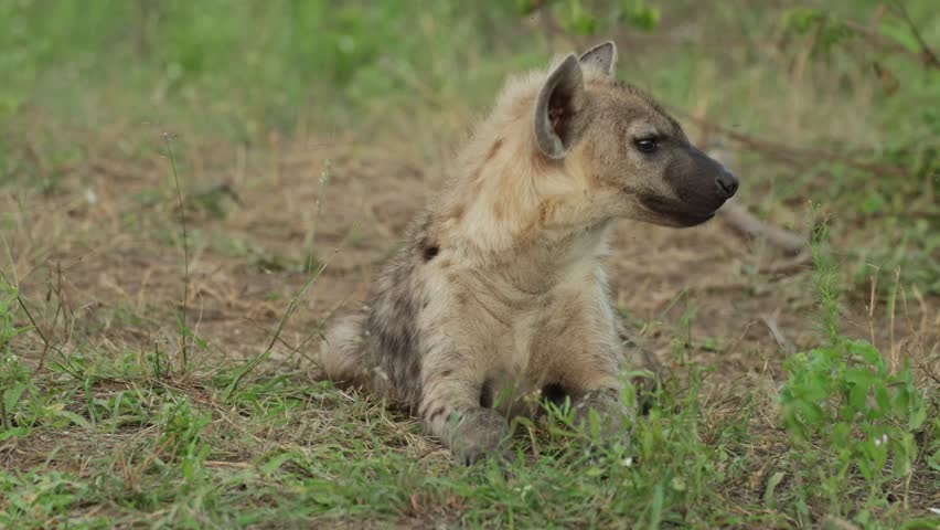 A cute spotted hyena cub shakes its head while flies annoy the young predator, Kruger National Park, South Africa.