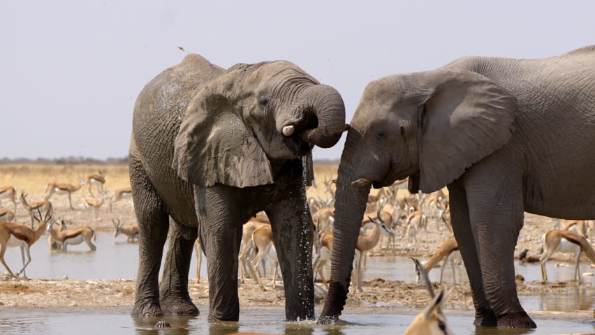Two African elephants cooling down and drinking from a waterhole, Etosha National Park, Namibia. 