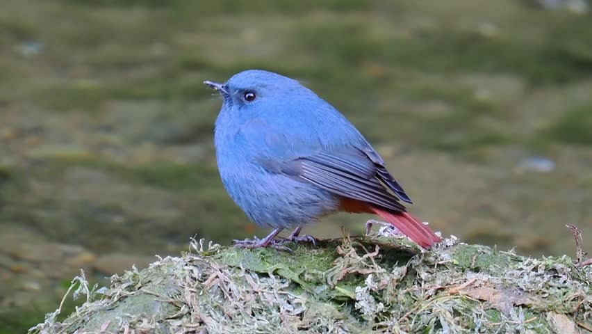 Close up of a male plumbeous water redstart bird with vibrant blue plumage perching on a mossy rock near a stream
