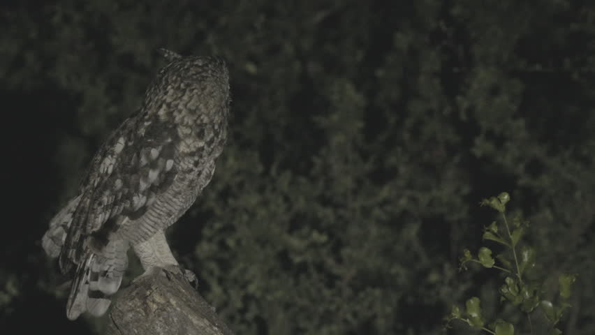 Spotted owl stands on a tree branch at night, slowly turning its head to look directly toward the camera.