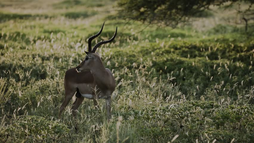 Male antelope with long curved horns stands and grazes in tall grassland at dusk, alert under a sparse tree.