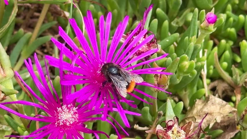 A bumblebee gathers nectar on a magenta ice plant flower among succulents.