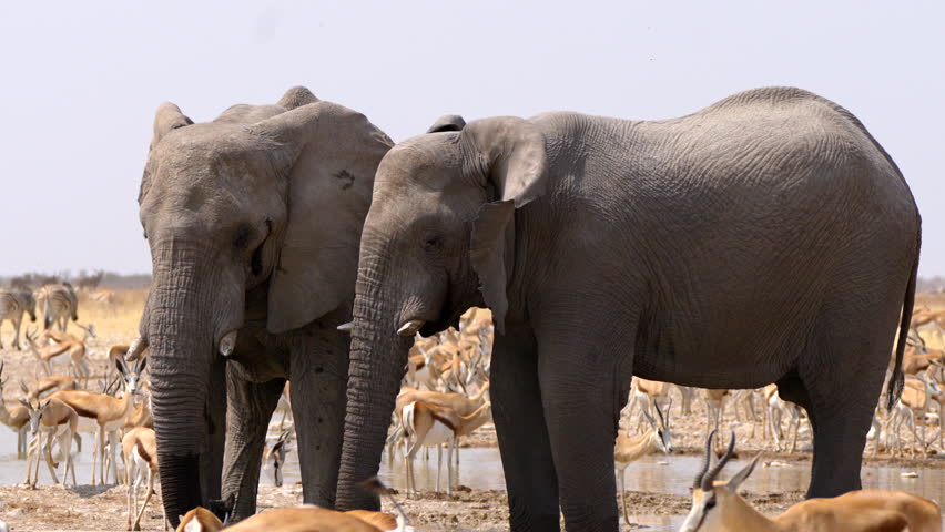Two African elephants cooling down in a waterhole, Etosha National Park, Namibia.	
