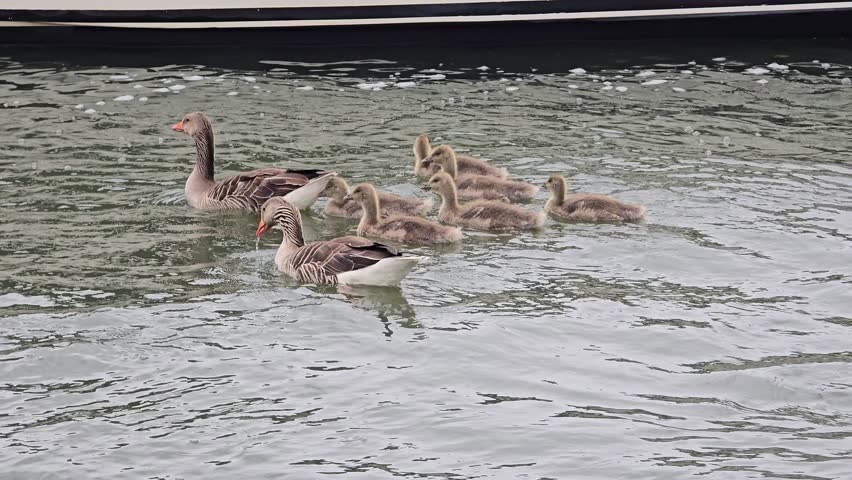 A greylag goose family with fluffy young goslings swimming together in a canal in the Netherlands, passing close to a white boat hull.