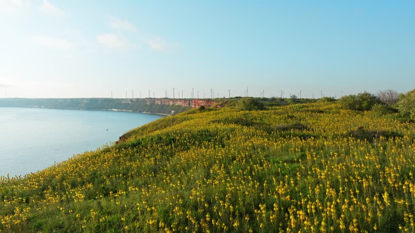 Cape Kaliakra spring yellow wildflowers bloom aerial view Black Sea coast Bulgaria rapeseed field meadow drone shot sunny morning light coastal cliff landscape travel background