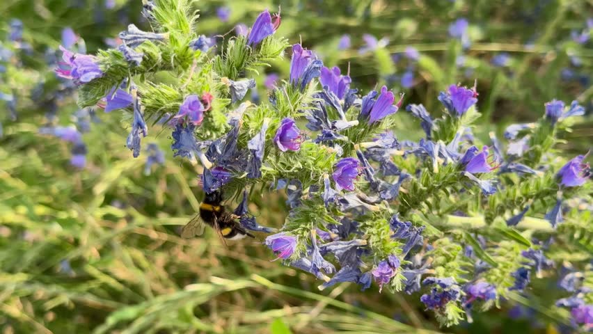 Bee collecting pollen on a violet flowers field