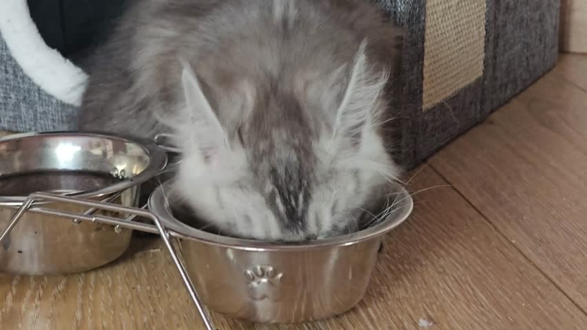 A cat eats from a silver bowl placed on a wooden floor. The animal leans in and licks its food, showing a focus on the meal. The setting is warm and inviting.