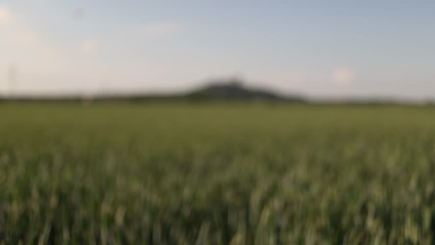 Vast green farmland stretching toward the horizon with peaceful countryside scenery highlighting the beauty of open landscapes and seasonal crop growth